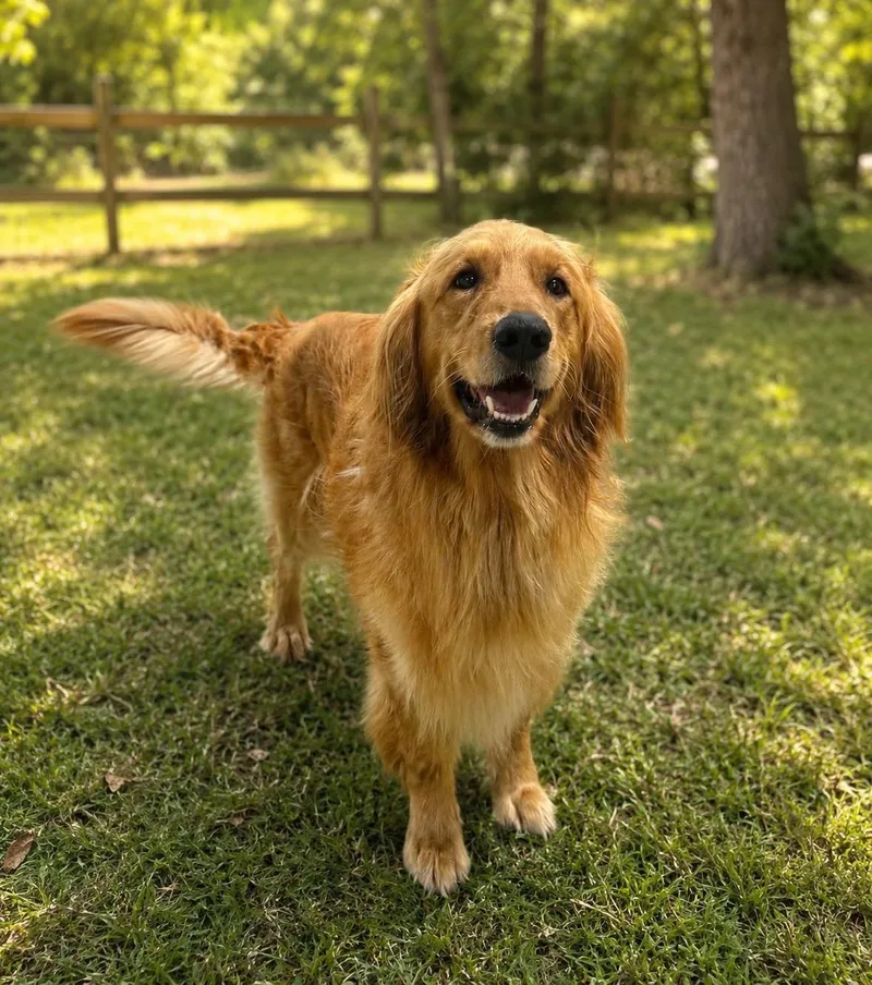 An adult large-sized male Golden Retriever dog named Amos for adoption in Jacksonville, NC