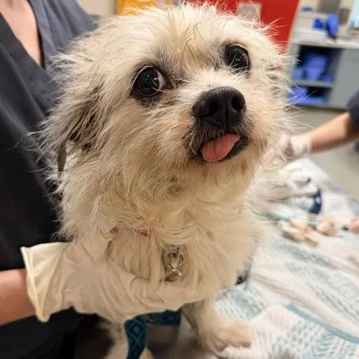 A senior small-sized male White / Cream Mixed Breed dog named Sgt. Major for adoption in Jacksonville, FL