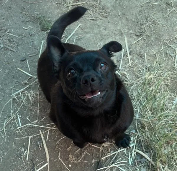An adult small-sized female Chihuahua dog named Rozalyn for adoption in El Cajon, CA