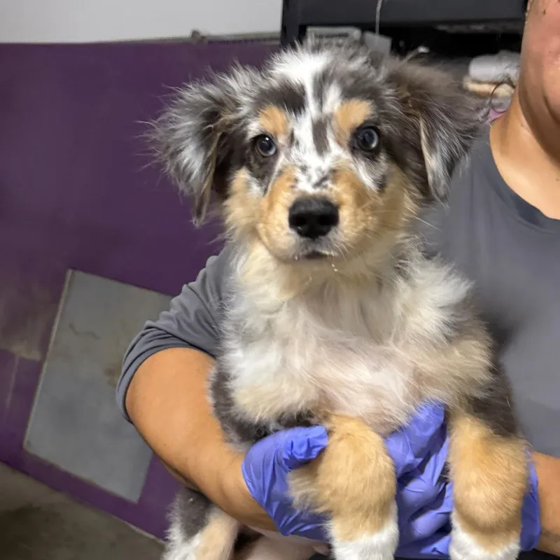A baby small-sized male Gray / Blue / Silver Australian Shepherd dog named Banjo for adoption in Fresno, CA