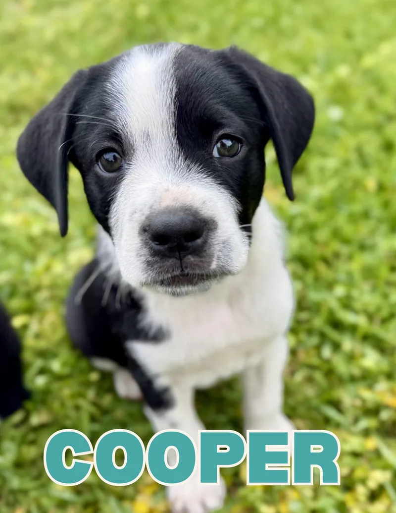 Cooper