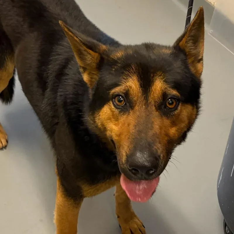 Little Bear thumbnail 2