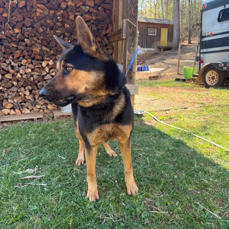 Little Bear thumbnail 3