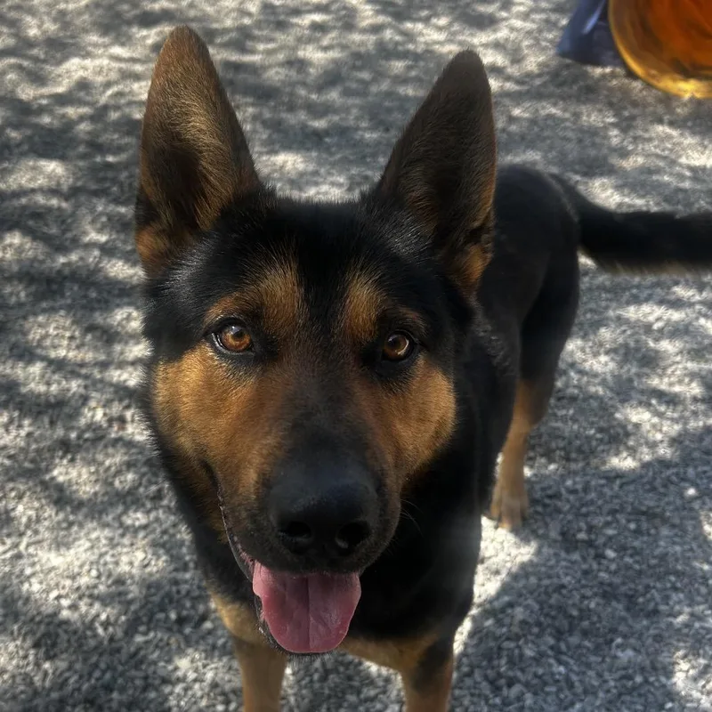 Little Bear thumbnail 4