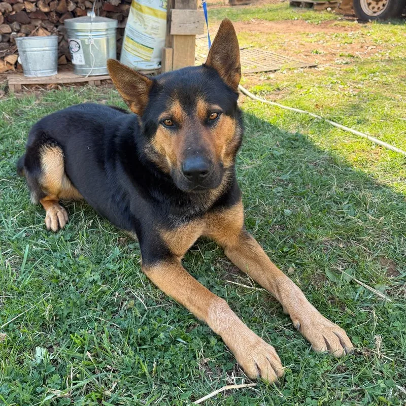 Little Bear thumbnail 5