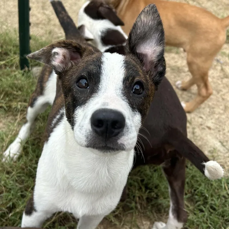 A baby small-sized female Brindle Labrador Retriever dog named Kelly for adoption in West Point, MS