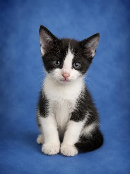 A young small-sized male Domestic Short Hair cat named Baxter for adoption in Taylorsville, NC