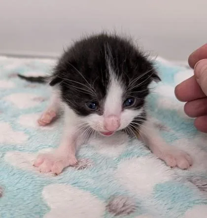 Baxter thumbnail 2