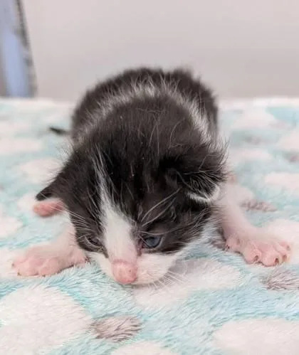 Baxter thumbnail 3