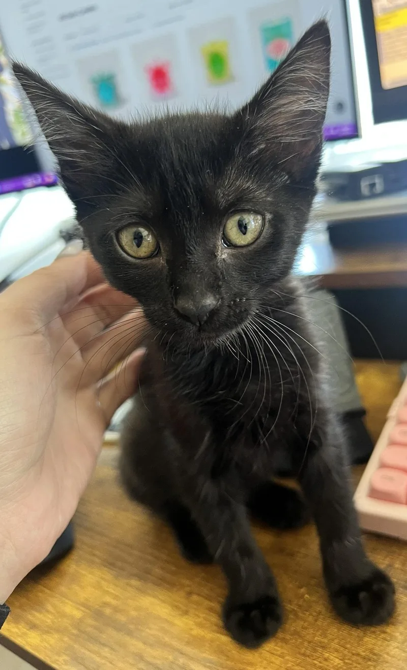 A baby medium-sized female Black Domestic Short Hair cat named Elvira for adoption in Phoenix, AZ