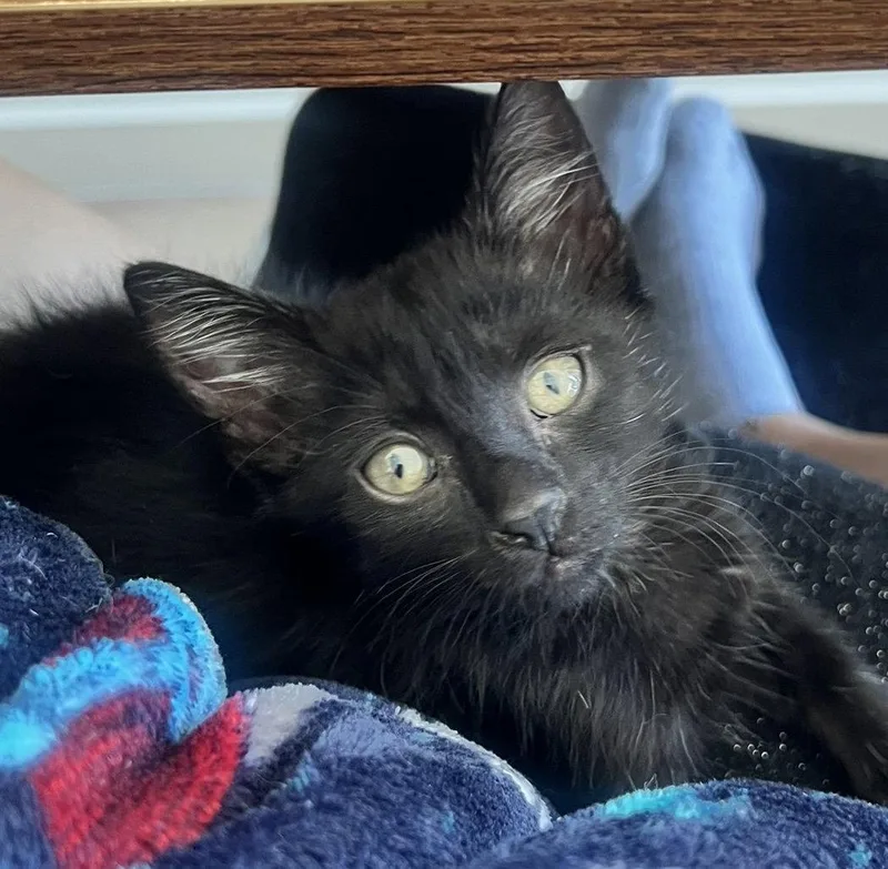 Elvira thumbnail 3