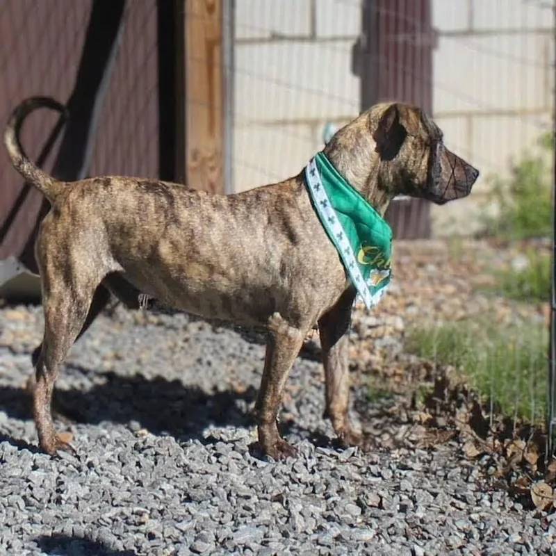 An adult medium-sized male Brindle Pit Bull Terrier dog named Kayce for adoption in Shelby, NC