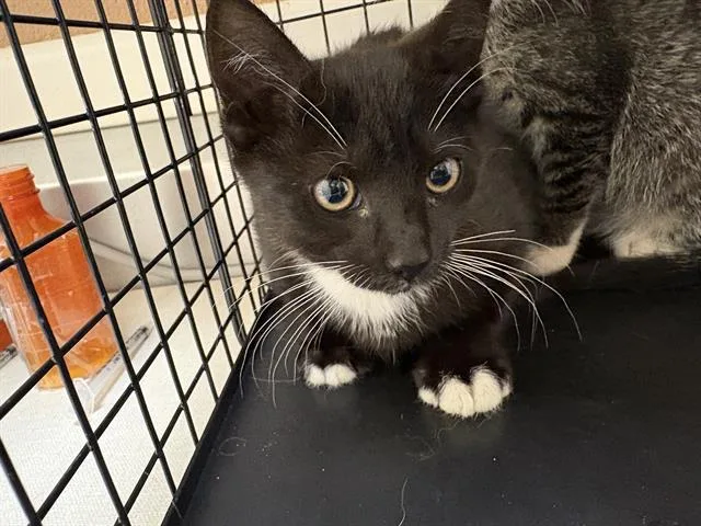 A baby small-sized female Domestic Short Hair cat named Trixie for adoption in Fairfield, CA