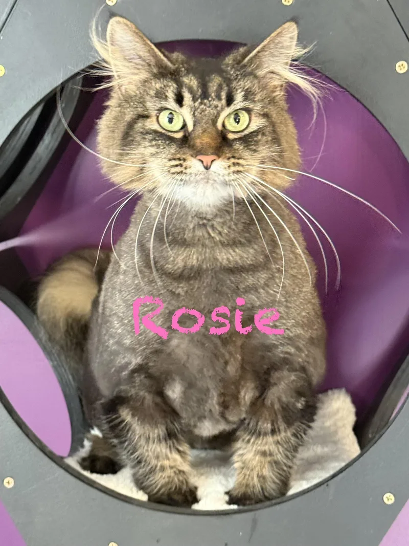 Daffodil & Rosie thumbnail 2