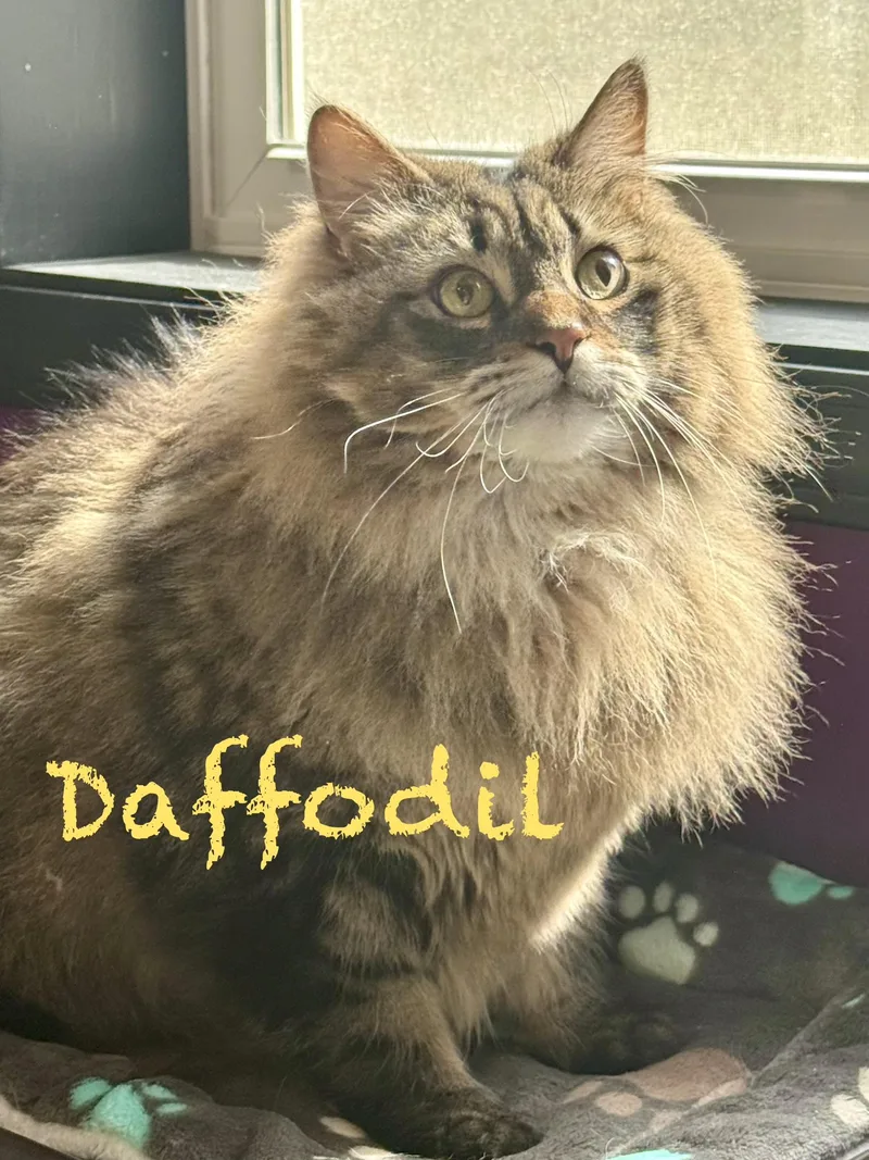 Daffodil & Rosie thumbnail 3