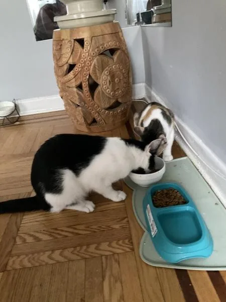 An adult medium-sized male Domestic Short Hair cat named Cookie for adoption in Ridgewood, NY