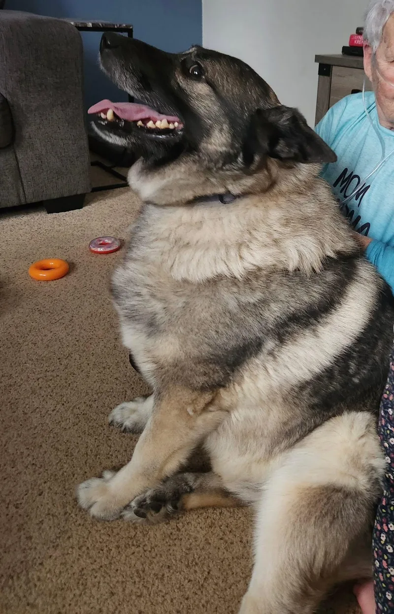 An adult medium-sized male Gray / Blue / Silver Norwegian Elkhound dog named Cash for adoption in White Oak, PA