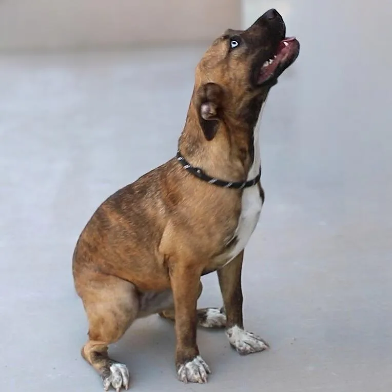 Luna  Paws thumbnail 2