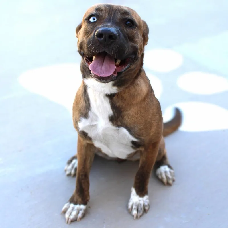 Luna  Paws thumbnail 3