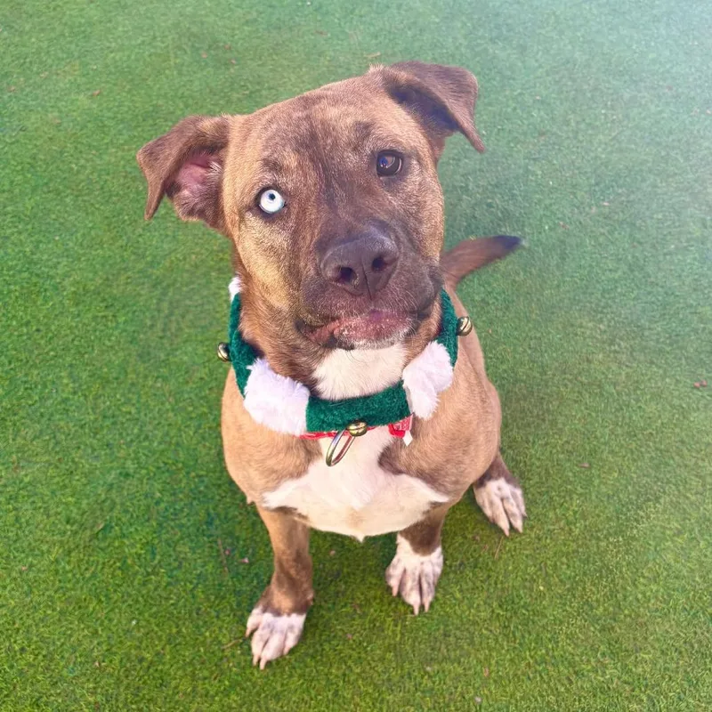 Luna  Paws thumbnail 4