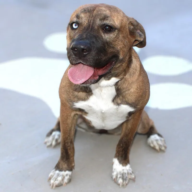 Luna  Paws thumbnail 6