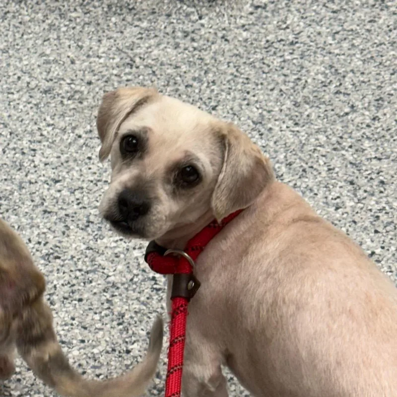 An adult small-sized male White / Cream Shih Tzu dog named Maxx for adoption in Chicago, IL