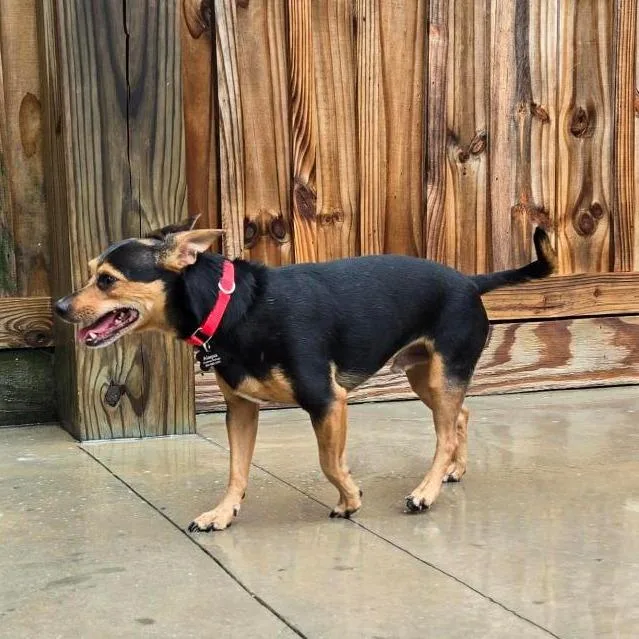 An adult small-sized male Black Mixed Breed dog named Ricky for adoption in Freeport, FL