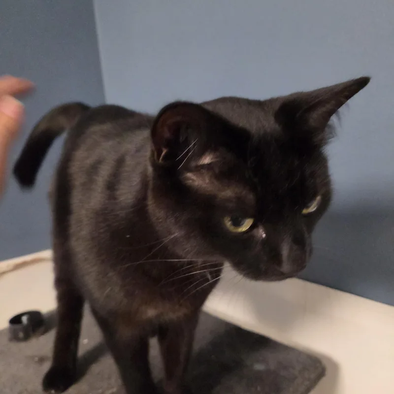 An adult large-sized male American Shorthair cat named Bill and Ted for adoption in Toledo, OH
