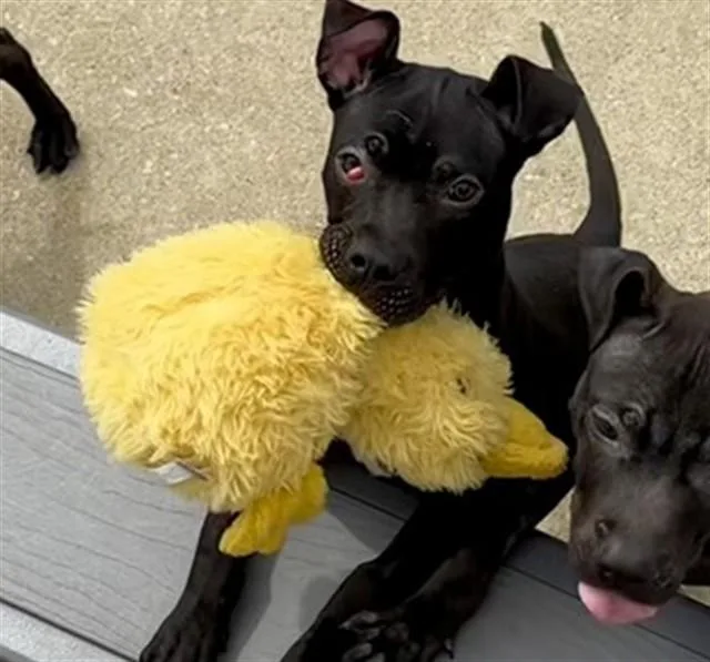 A young medium-sized female Pit Bull Terrier dog named Jean for adoption in Aurora, IL