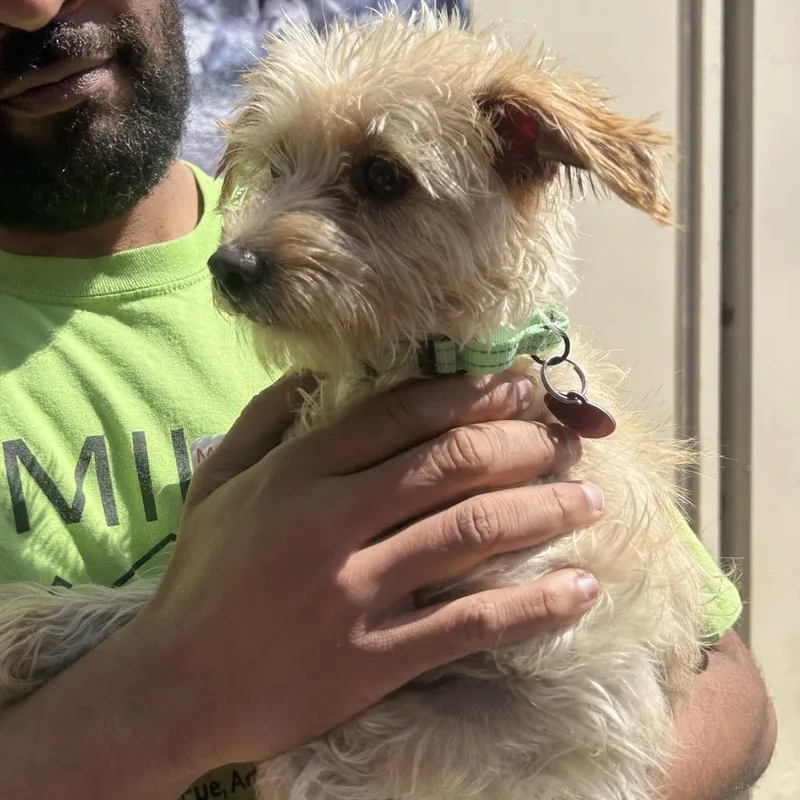 An adult small-sized female White / Cream Terrier dog named Naomi for adoption in Point Richmond, CA