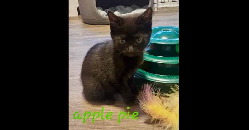 A baby small-sized female Black Domestic Short Hair cat named Apple Pie for adoption in Chalfont, PA