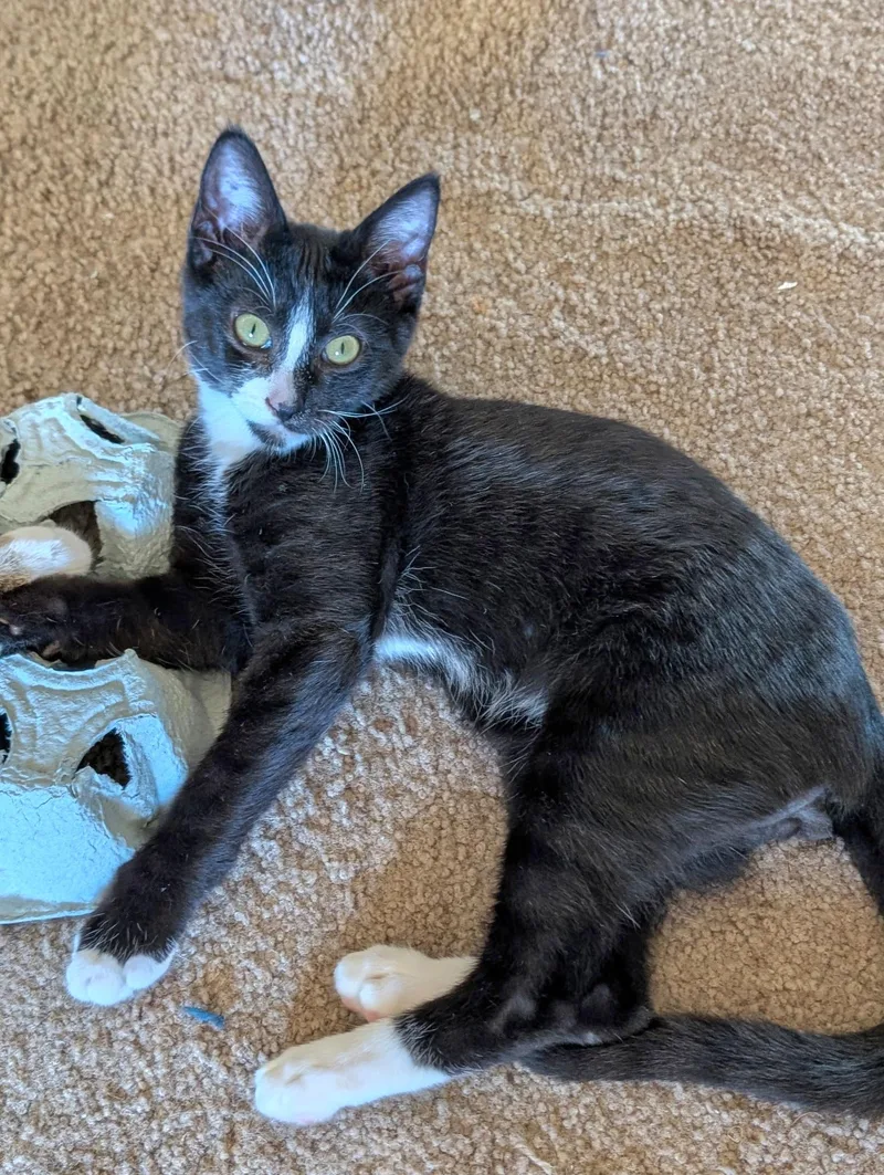 Boots aka Baby Boots thumbnail 2