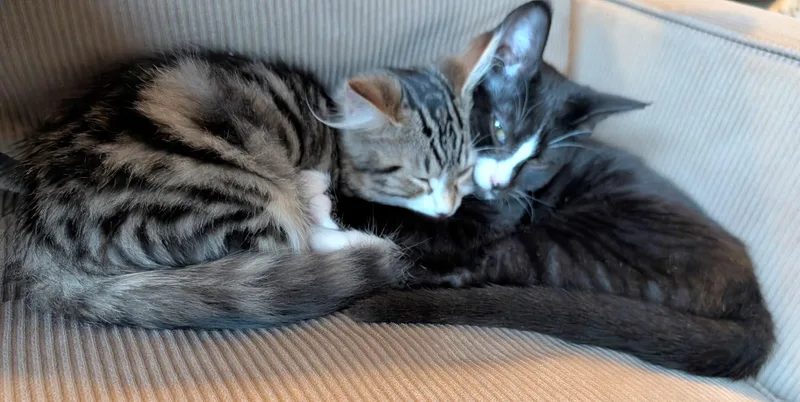 Boots aka Baby Boots thumbnail 3