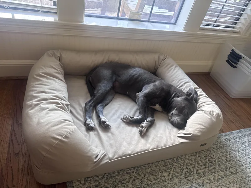 A senior large-sized female Gray / Blue / Silver American Staffordshire Terrier dog named Ivy for adoption in Mooresville, NC