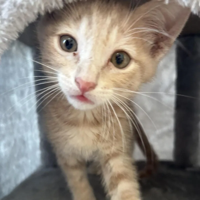 A baby small-sized male Buff / Tan / Fawn Domestic Short Hair cat named Rhodes for adoption in Leander, TX
