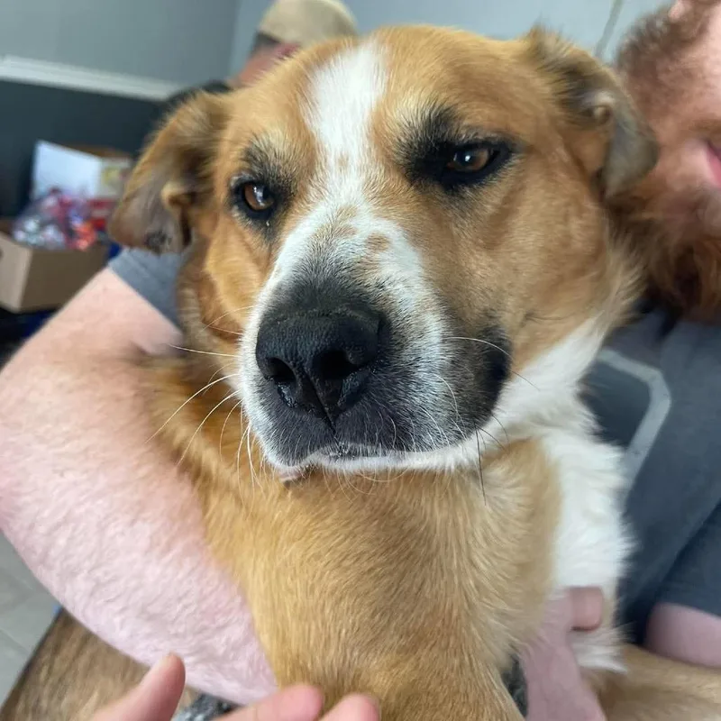 An adult medium-sized male Yellow / Tan / Blond / Fawn Mixed Breed dog named Humdinger for adoption in Huntington, WV