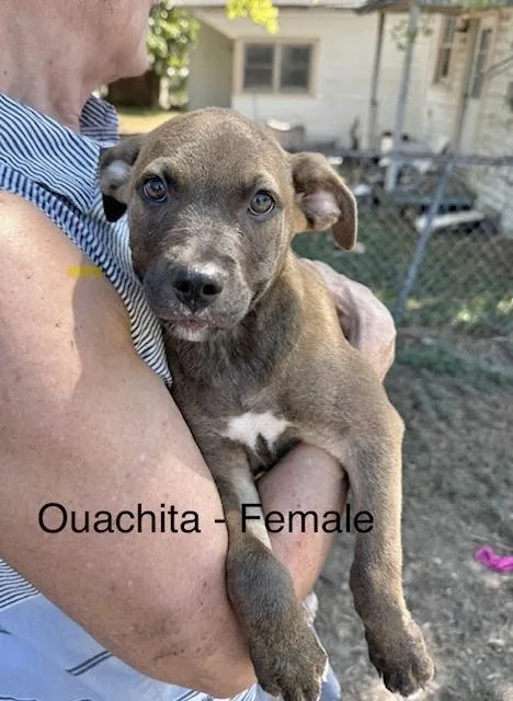A baby medium-sized female Labrador Retriever dog named Baylor for adoption in Manchester, CT