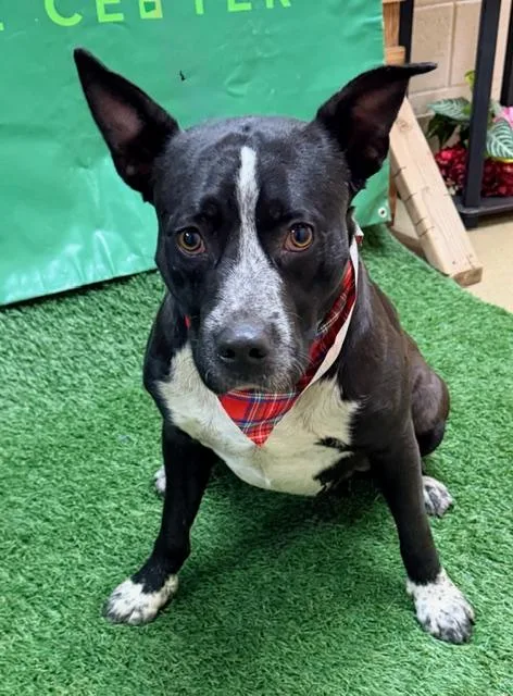 An adult medium-sized male Black Pit Bull Terrier dog named Count for adoption in Visalia, CA