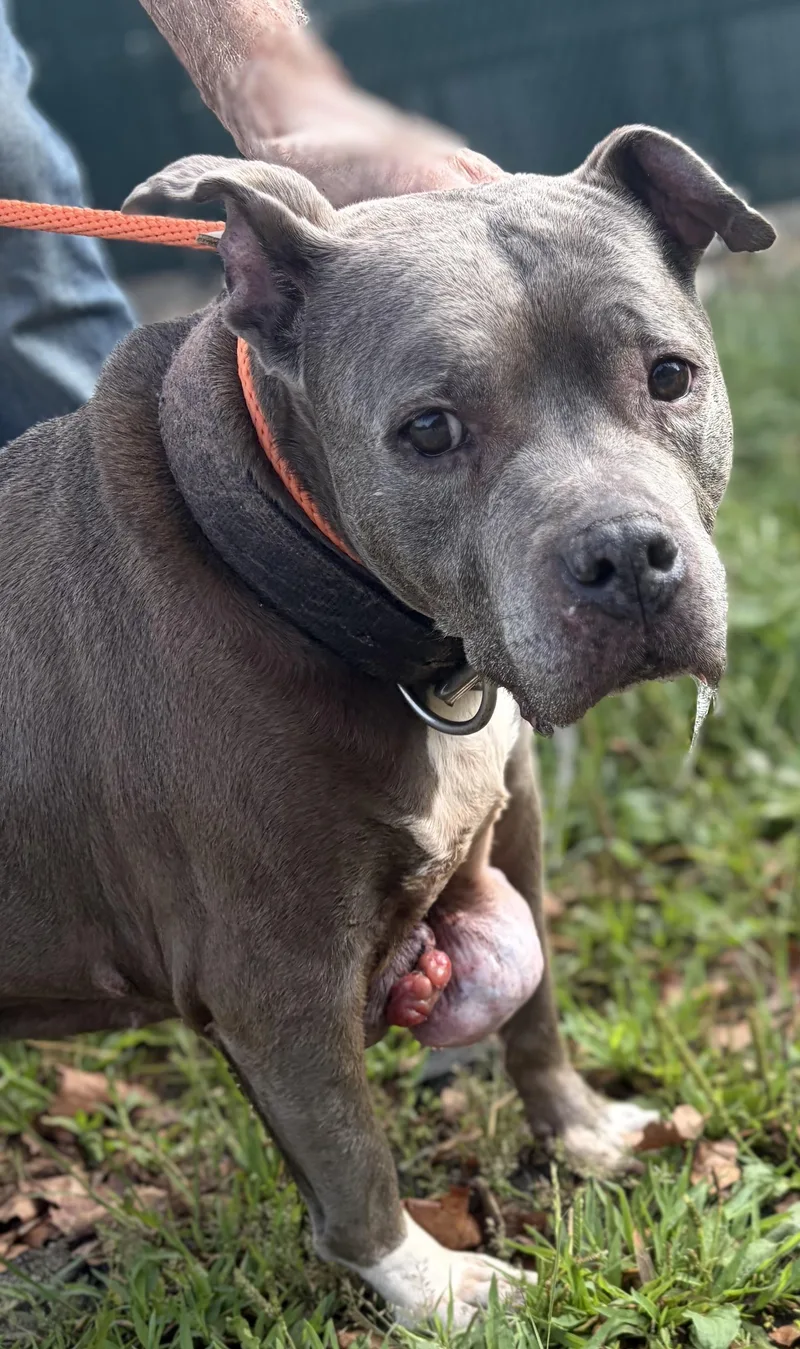 A senior medium-sized female Pit Bull Terrier dog named Tara for adoption in McKeesport, PA