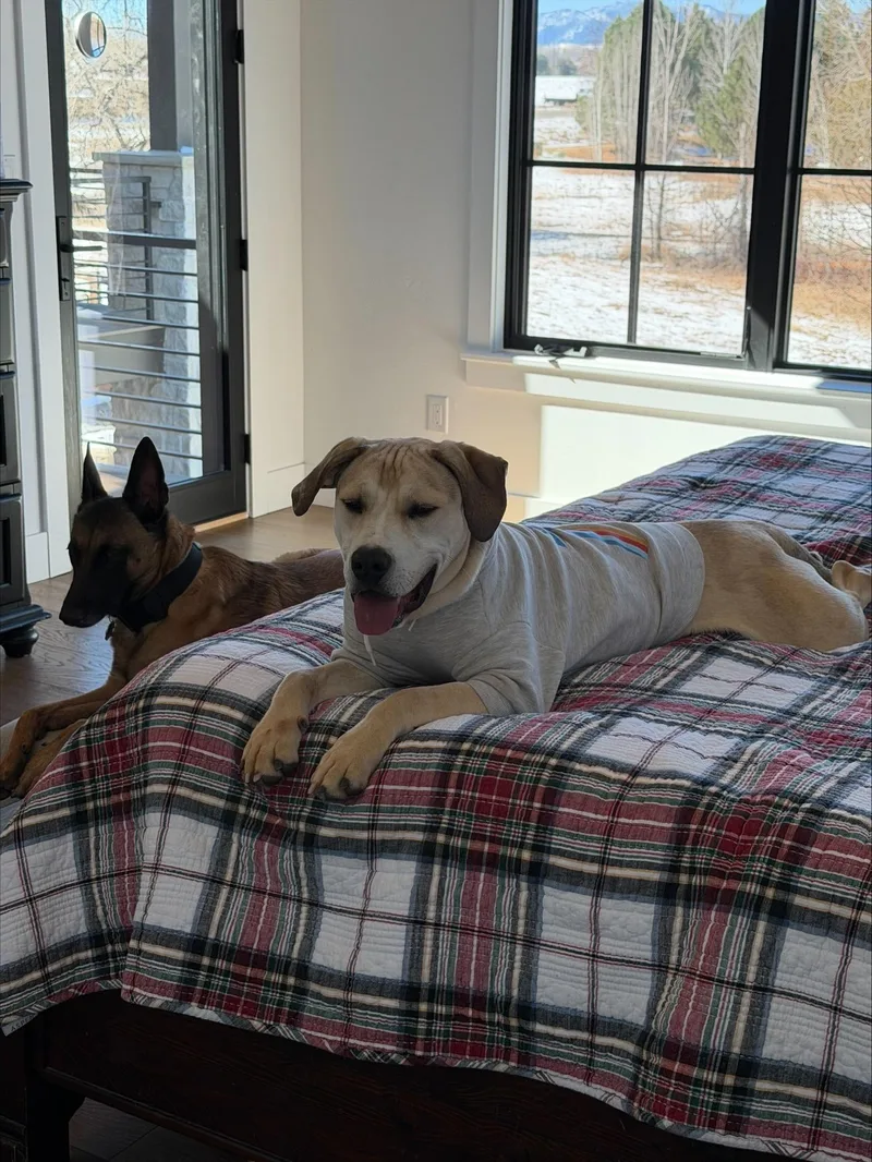 Hank  Affectionate Puppy thumbnail 2