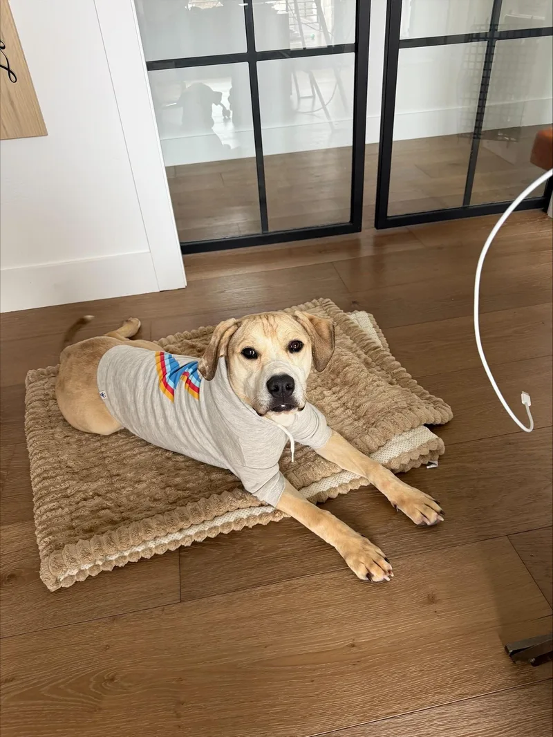 Hank  Affectionate Puppy