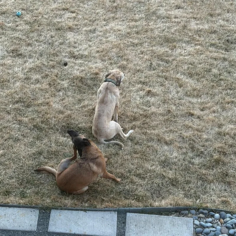 Hank  Affectionate Puppy thumbnail 3