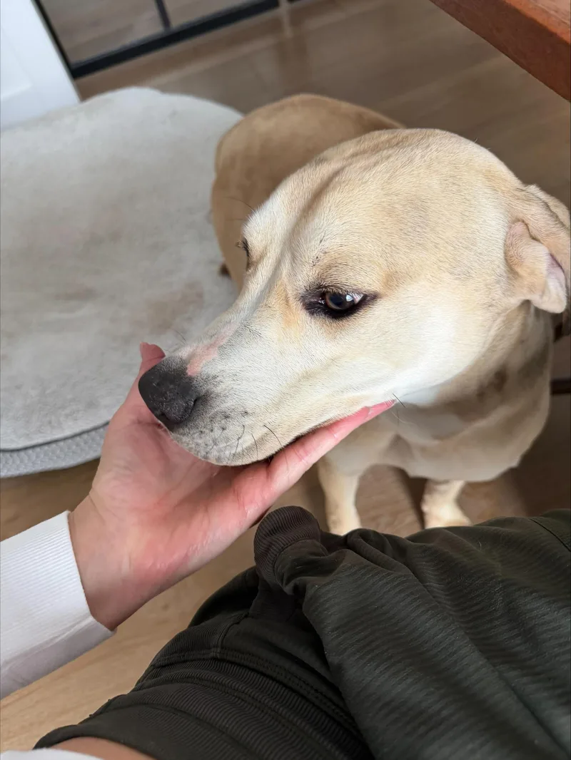 Hank  Affectionate Puppy thumbnail 4