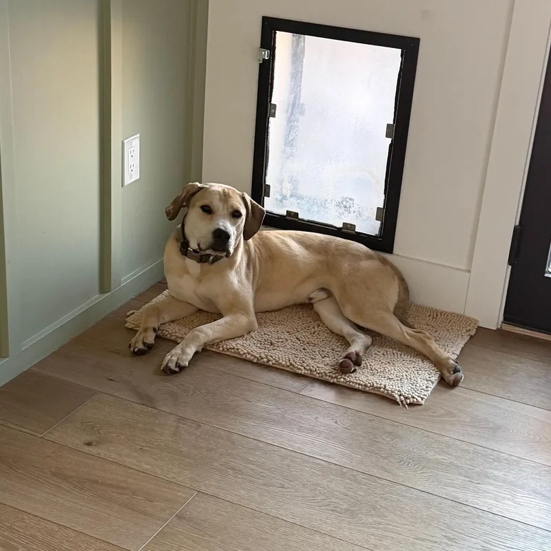 Hank  Affectionate Puppy thumbnail 5