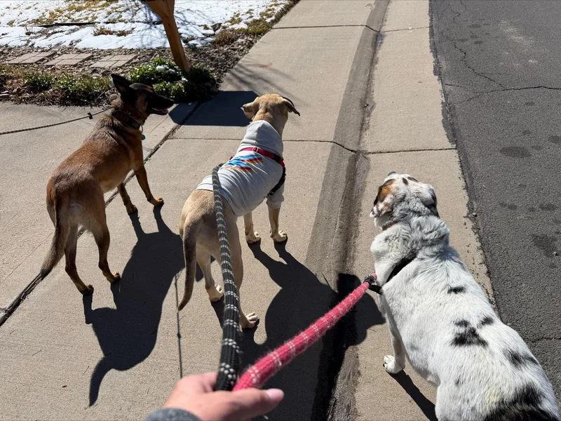 Hank  Affectionate Puppy thumbnail 6