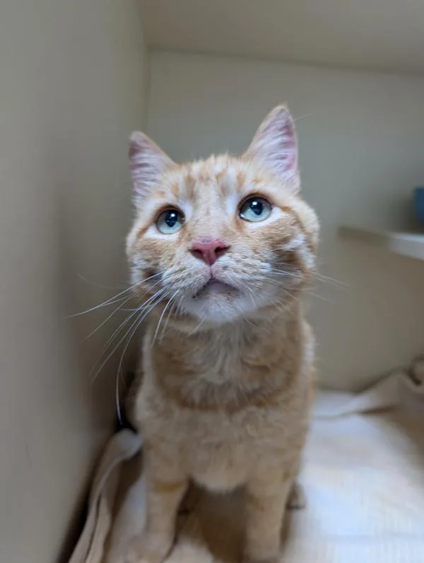 An adult large-sized male Domestic Short Hair cat named Chuck for adoption in Dallas, GA