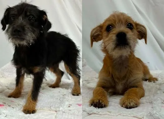 A baby medium-sized female Terrier dog named It Wasn't Me for adoption in Newport, KY