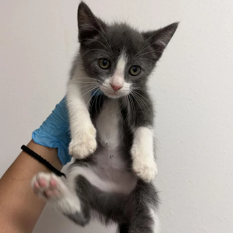 A baby small-sized male Domestic Short Hair cat named Atlas A for adoption in Edinburg, TX