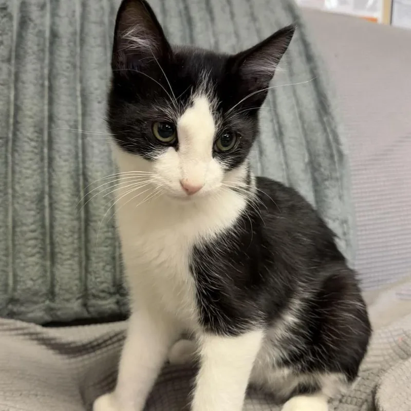 A baby small-sized male Black Domestic Short Hair cat named Jinx for adoption in Buffalo, MN