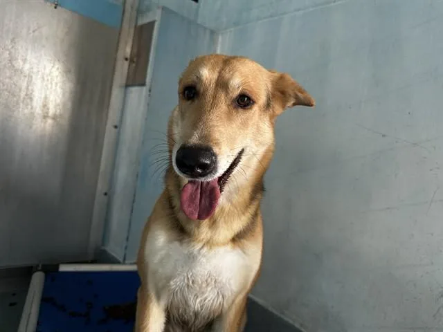An adult medium-sized female German Shepherd Dog dog named Zion for adoption in Baldwin Park, CA